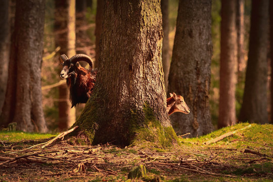 Familie Mufflon , Mufflonlamm, wilde Mufflons , 