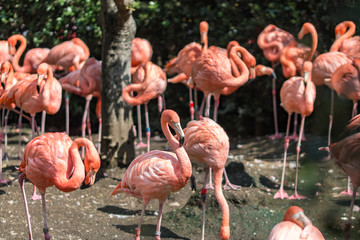 group of pink flamingos