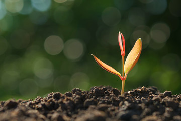young plant growing on soil with green nature background. concept eco earth day