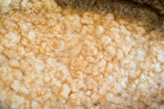 Raw wool background. Also softness, warmness concept.