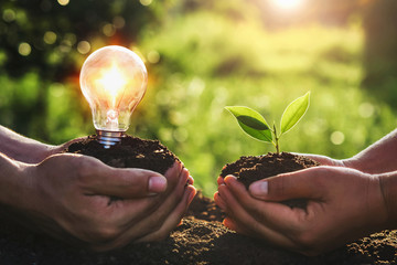 hand holding young plant and ligh bulb. concept saving energy. eco earth day