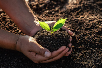 hand holding small tree for planting in morning light. concept green world earth day