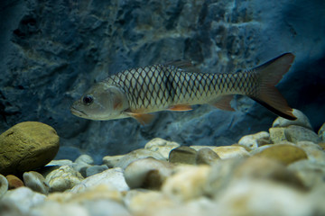 hampala barb in freshwater aquarium. Wildlife animal.