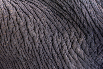 Skin texture of an elephant, close up.