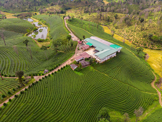 agricultural area farmland of green tea planter on the mountain chiang rai thailand aerial view from drone