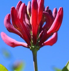 Close up Honeysuckle flowers with impressive bicolor blooms of pink and white. Lonicera...