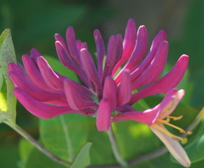 Fototapeta premium Close up Honeysuckle flowers with impressive bicolor blooms of pink and white. Lonicera periclymenum flowers, common names honeysuckle, common honeysuckle, European honeysuckle or woodbine in bloom.