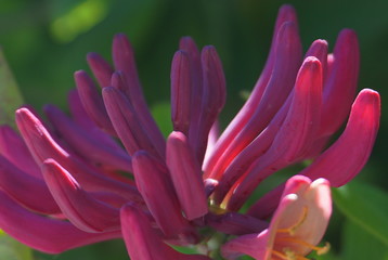 Obraz premium Close up Honeysuckle flowers with impressive bicolor blooms of pink and white. Lonicera periclymenum flowers, common names honeysuckle, common honeysuckle, European honeysuckle or woodbine in bloom.