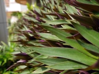 Green and purple plant