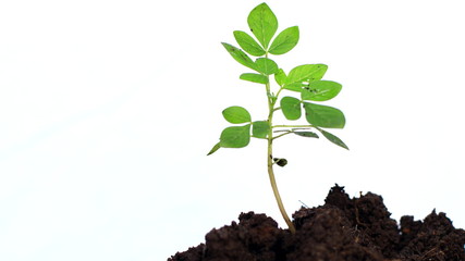 Planting trees on a white background