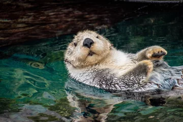 sea ​​otter, Lisboa, March 2019
