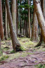 Obraz premium trees nearby lake furnas ,azores