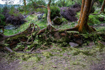 Obraz premium tree roots at lake furnas,azores
