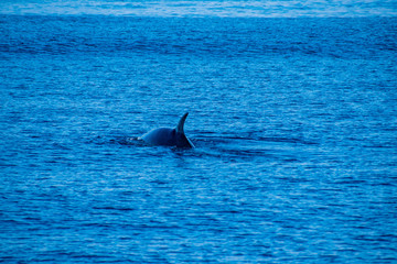 Whale watching,Azores 2019,near Ponta Delgada