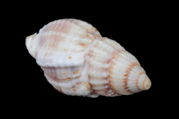 Hermit crab shell, close-up view from different sides, bright natural color, high contrast, black...