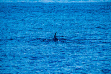 Fototapeta premium Whale watching,Azores 2019,near Ponta Delgada