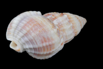 Hermit crab shell, close-up view from different sides, bright natural color, high contrast, black...