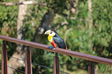 blue and yellow macaw