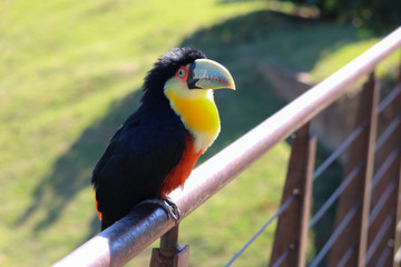 portrait of a toucan