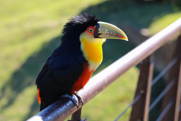 bird of paradise