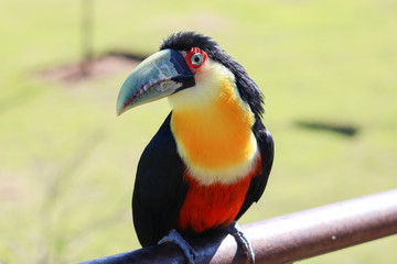 toucan on a branch