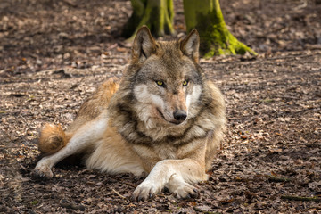 Naklejka na ściany i meble A gray wolf lies on the ground in a german forest and observes the environment. A close-up taken at daylight in the spring.