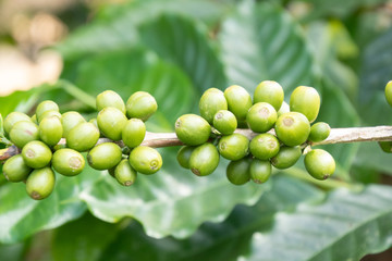 Coffee bean in coffee tree plantation.Fresh green berry of coffee in organic farm. ( selective focus )