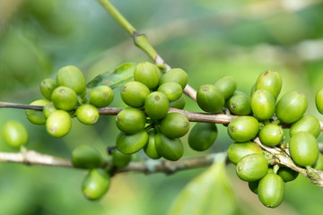Coffee bean in coffee tree plantation.Fresh green berry of coffee in organic farm. ( selective focus )