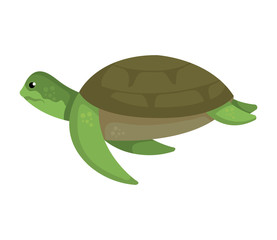 turtle animal nature icon vector illustration