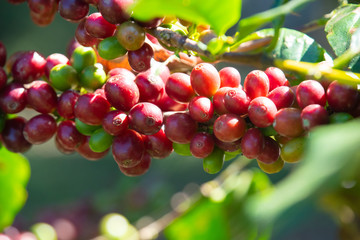 Fresh red coffee berries beans background.arabica coffee berries in organic coffee plantation