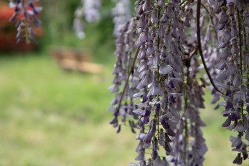 등나무 꽃 (Rattan flower in korea)