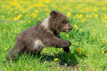 Brown bear cub playing on the summer field
