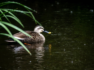 Spot billed duck in the rain 3