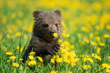 Brown bear cub playing on the summer field