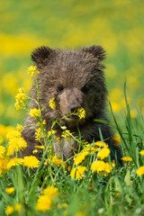 Brown bear cub playing on the summer field