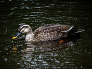 Spot billed duck in the rain 6