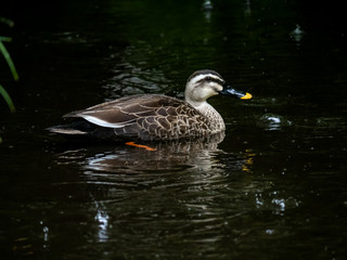 Spot billed duck in the rain 4