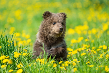 Brown bear cub playing on the summer field © byrdyak