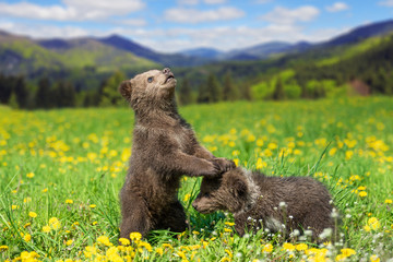 Brown bear cub playing on the summer mountain © byrdyak