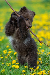Brown bear cub playing on the summer field