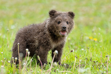 Brown bear cub playing on the summer field © byrdyak