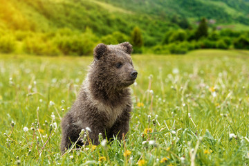 Naklejka premium Brown bear cub playing on the summer field
