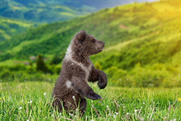 Brown bear cub playing on the summer mountain