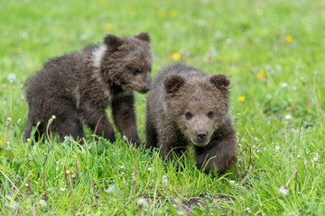 Two brown bear cub playing on the summer field