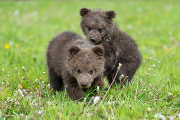 Two brown bear cub playing on the summer field