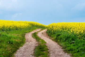 Road in rield of yellow rapeseed against and blue sky