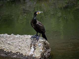Japanese cormorant standing on concrete 2