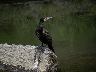 Japanese cormorant standing on concrete 3