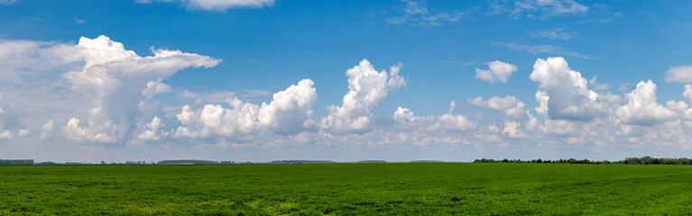 Field of green grass with white clouds