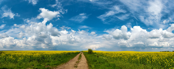 Road in rield of yellow rapeseed against and blue sky